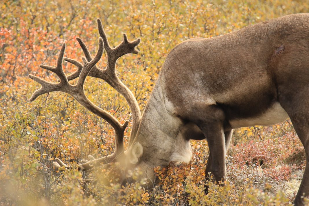 WESTERN ARCTIC CARIBOU HERD CONTINUES TO DECLINE
