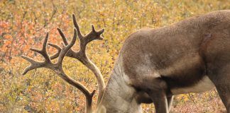 WESTERN ARCTIC CARIBOU HERD CONTINUES TO DECLINE