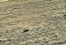 COLORADO HUNTER FILMS NEW WOLF PACK
