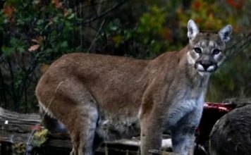 CPW REPORTS MORE COUGAR SIGHTINGS THIS YEAR