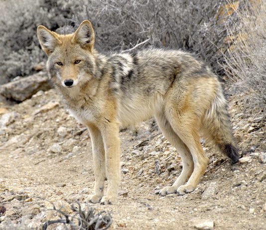 COYOTE ATTACKS TODDLER ON BEACH