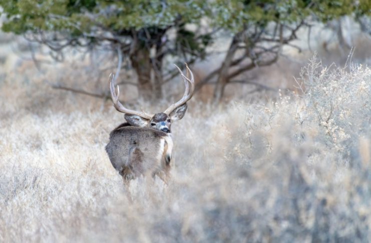 WYOMING EXTENDS SHED ANTLER CLOSURE