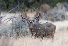 WESTERN HUNTING AND CONSERVATION EXPO TICKETS