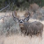 PRIZES FOR CWD TESTING IN WYOMING