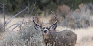 PRIZES FOR CWD TESTING IN WYOMING