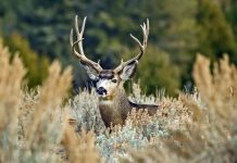 HUNTING BILL FAILS IN NEW MEXICO