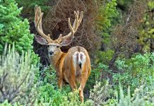 MAN CONVICTED OF POACHING IN COLORADO