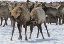 WYOMING WILL CONTINUE PHASE II OF ELK FEEDGROUND PLAN
