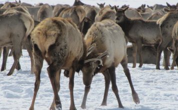 WYOMING WILL CONTINUE PHASE II OF ELK FEEDGROUND PLAN