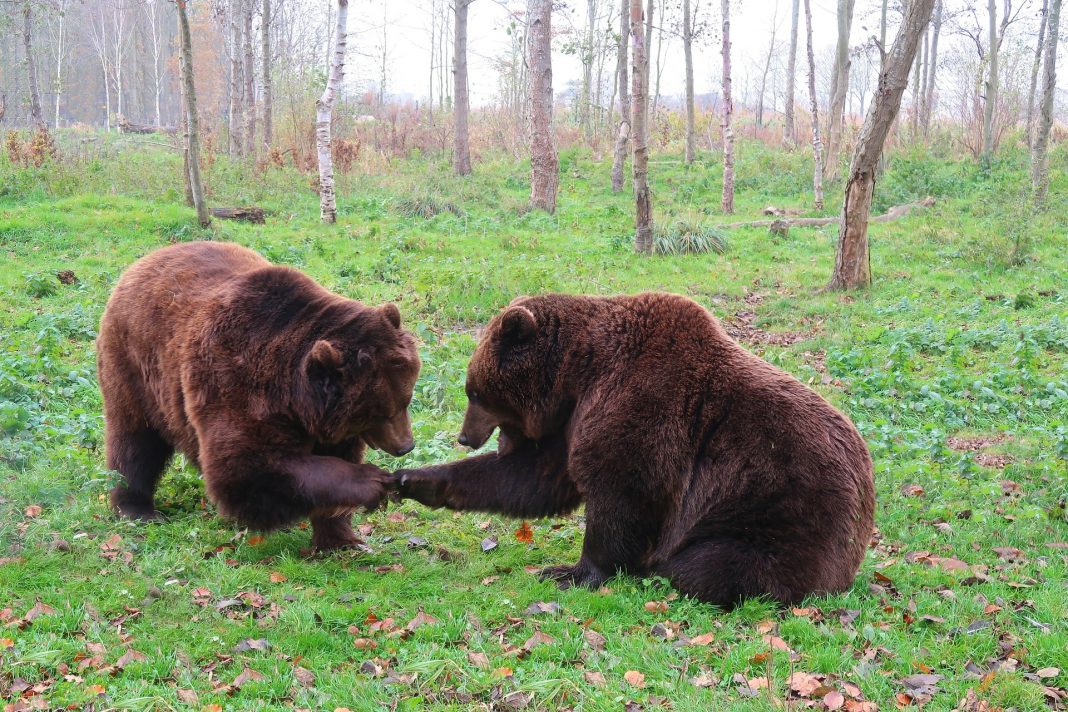 REDUCING CONFLICTS BETWEEN GRIZZLIES, HUMANS, AND LIVESTOCK