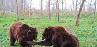 REDUCING CONFLICTS BETWEEN GRIZZLIES, HUMANS, AND LIVESTOCK