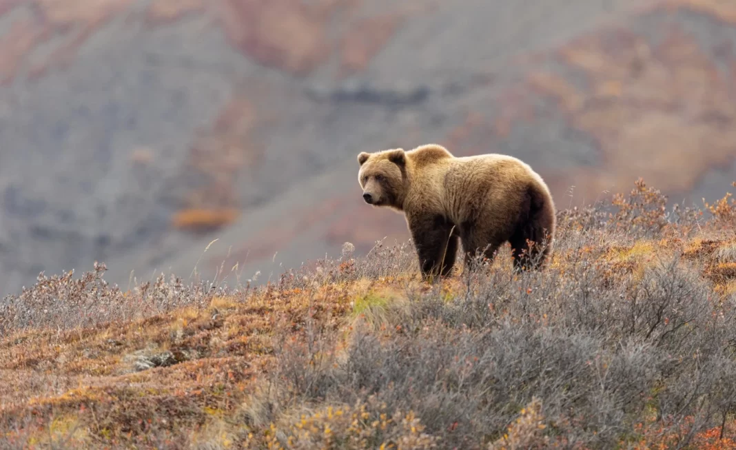 FIRST FATAL GRIZZLY ATTACK OF 2023