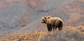 FIRST FATAL GRIZZLY ATTACK OF 2023