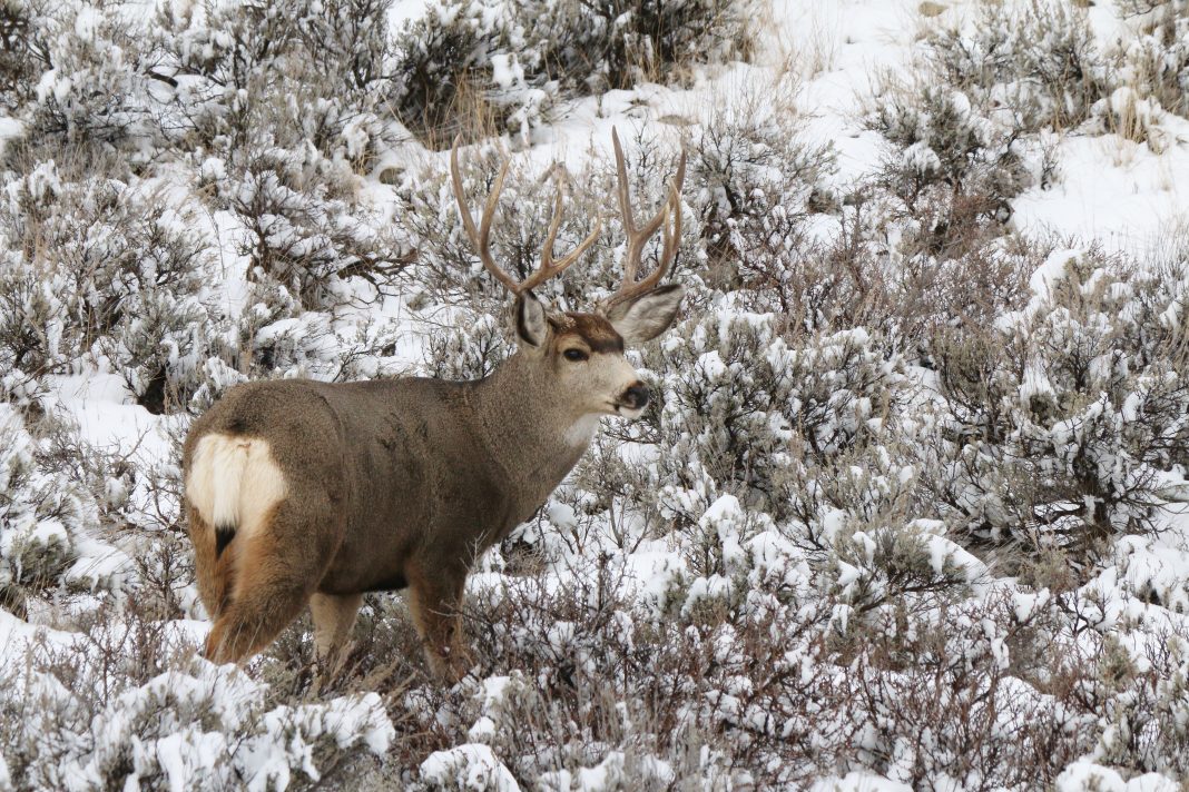 New Cases of Chronic Wasting Disease in Montana
