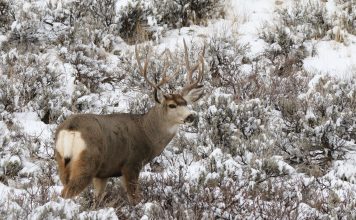 New Cases of Chronic Wasting Disease in Montana
