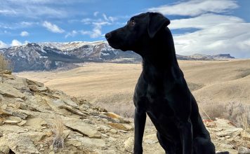 Top 10 Hunting Dogs