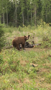 DIFFERENT VIEW BEAR BAITING