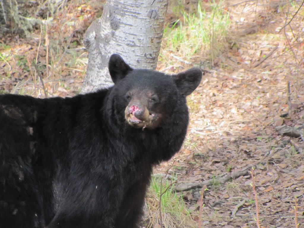 DETERMINING WHAT MAKES A BEAR HUNT MEMORABLE