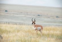 FACTS ABOUT PRONGHORN