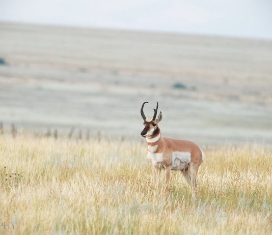 FACTS ABOUT PRONGHORN