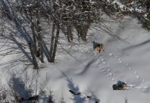 NATIONAL WOLF DELISTING REVERSED BY FEDERAL JUDGE