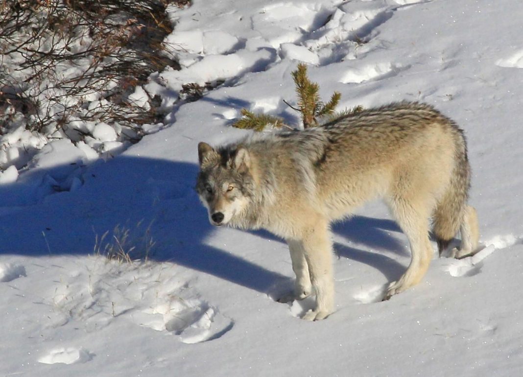 MONTANA RELEASES NEW WOLF PROPOSAL EHUNTR