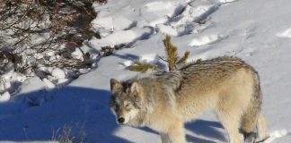 MONTANA RELEASES NEW WOLF PROPOSAL