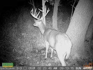 Non-typical Whitetail Deer