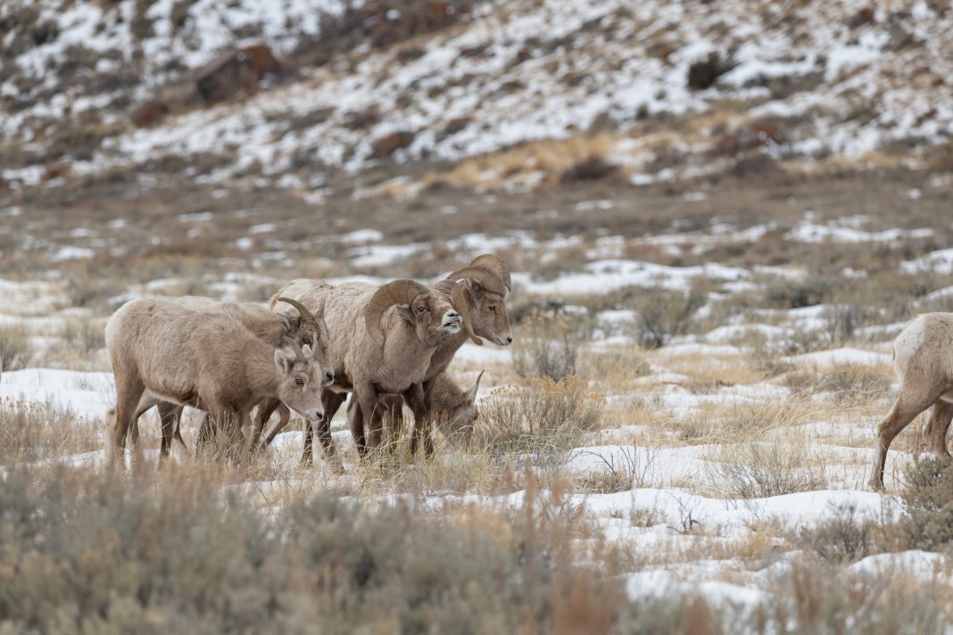 MONTANA LAUNCHES BIGHORN STUDY
