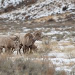 MONTANA LAUNCHES BIGHORN STUDY