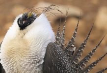 SOME QUESTION WYOMING SAGE GROUSE HUNTING