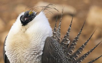 SOME QUESTION WYOMING SAGE GROUSE HUNTING
