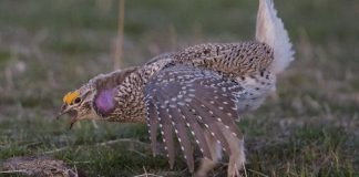Male Sharp-Tailed Grouse
