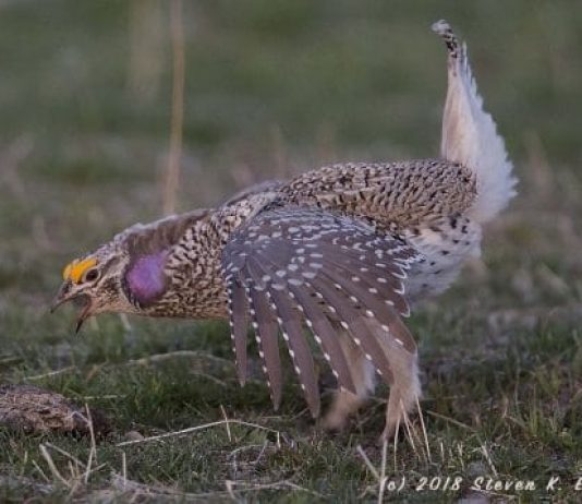 Male Sharp-Tailed Grouse