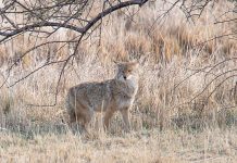 CLARK COUNTY CONSIDERS BANNING COYOTE CONTESTS