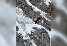 ELK EUTHANIZED AFTER GETTING STUCK ON CLIFF