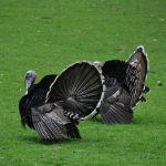 THE HISTORY OF TURKEY HUNTING IN WYOMING