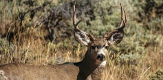 Mule deer poached in Boise Idaho