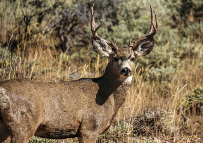 Mule deer poached in Boise Idaho