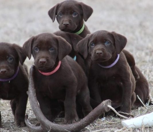 TRAIN YOUR HUNTING DOG
