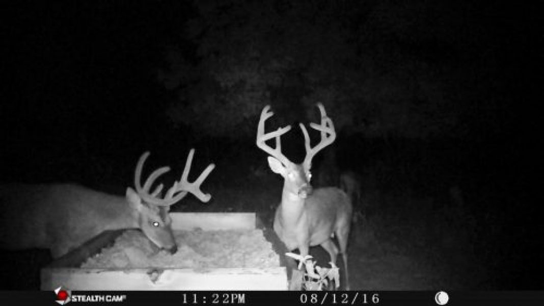 YEAR WITHOUT TRAIL CAMS