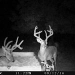 YEAR WITHOUT TRAIL CAMS