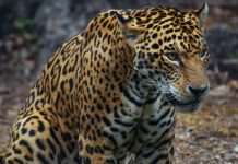 JAGUARS COULD BE REINTRODUCED TO US SOUTHWEST