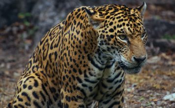 JAGUARS COULD BE REINTRODUCED TO US SOUTHWEST