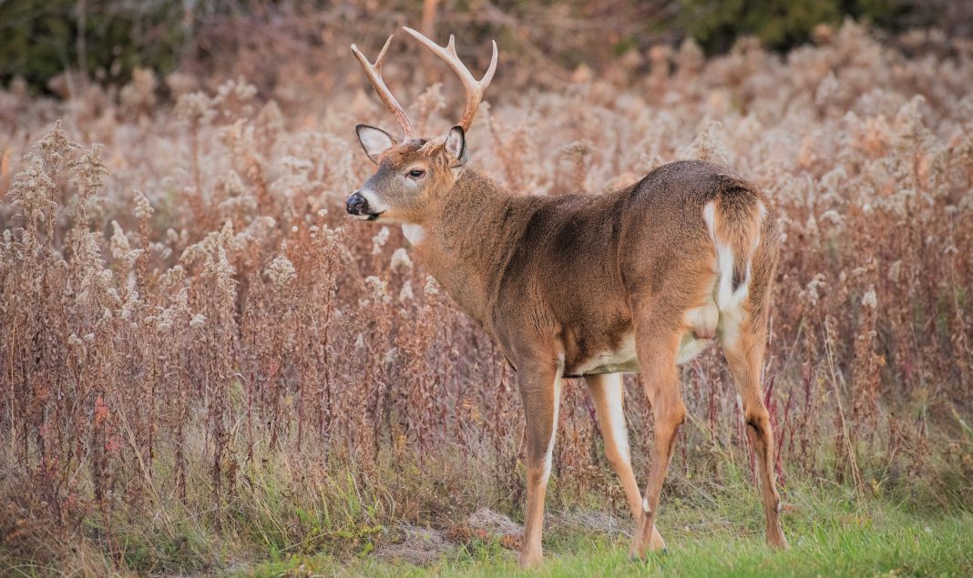 DEER FARMS TO BE MANAGED BY DNR