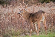 DEER FARMS TO BE MANAGED BY DNR