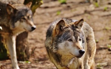 TWO MEXICAN GRAY WOLVES POACHED IN ARIZONA