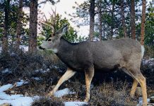 IDAHO TO REDUCE HUNTING OPPORTUNITIES