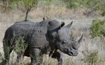 Africa's Wildlife Conservation Dilemma