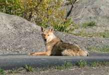 BOY MOTHER ATTACKED BY COYOTE